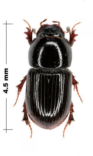 Agrilinus constans