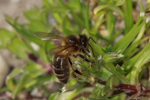 Apis mellifera