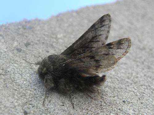 Réf. 82 414 : Apocheima hispidaria