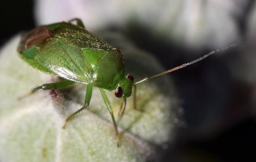 Réf. 82 685 : Apolygus spinolae