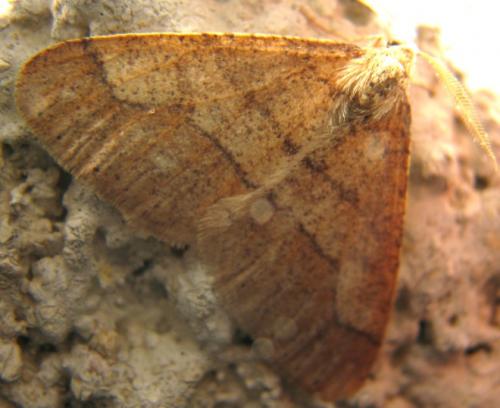 Agriopis marginaria