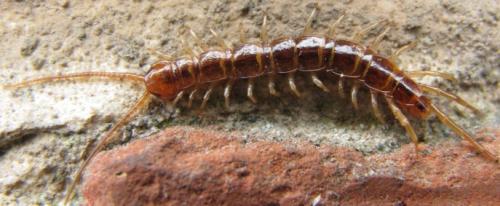 Lithobius sp.