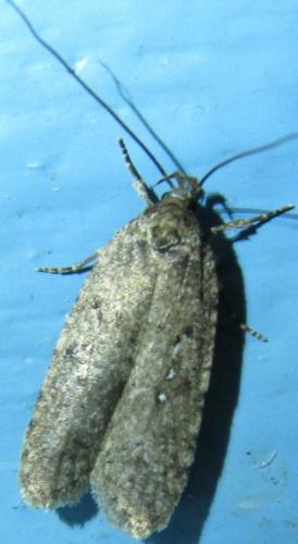 Réf. 82 199 : Agonopterix sp.