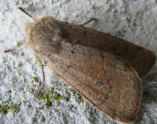 Réf. 82 399 : Orthosia cruda