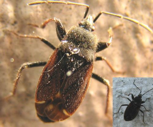 Eremocoris plebejus