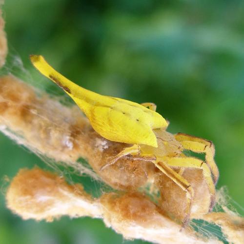 Réf. 82 490 : Arachnura scorpionoides