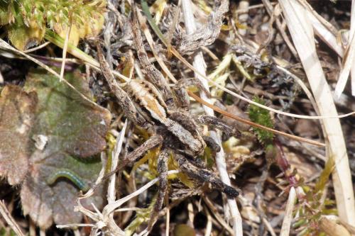 Alopecosa barbipes
