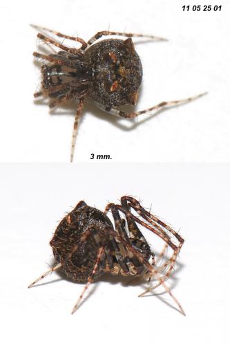 Ero aphana