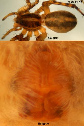 Pardosa vittata