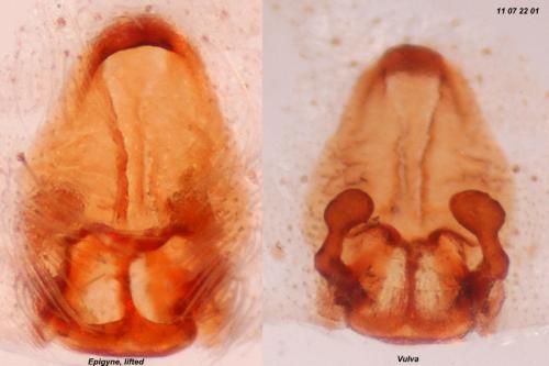 Réf. 82 054 : Pardosa vittata