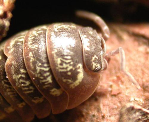 Réf. 82 607 : Armadillidium simoni