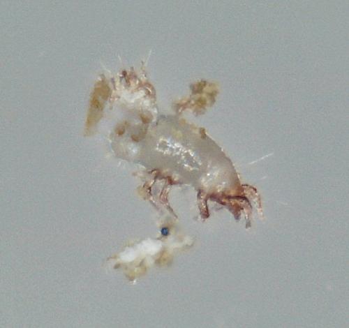 Acarus siro
