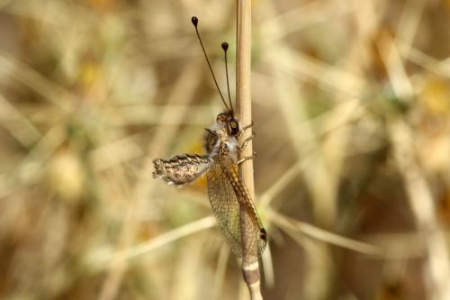 Bubopsis andromache