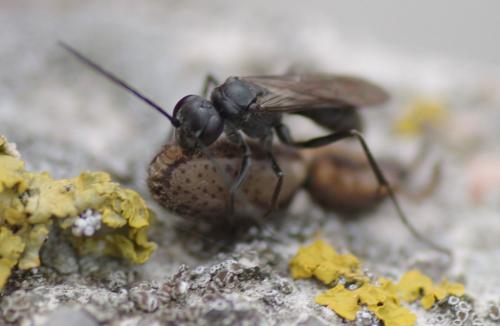 Auplopus carbonarius