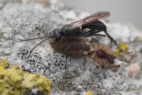 Auplopus carbonarius