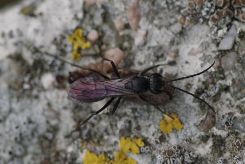 Auplopus carbonarius