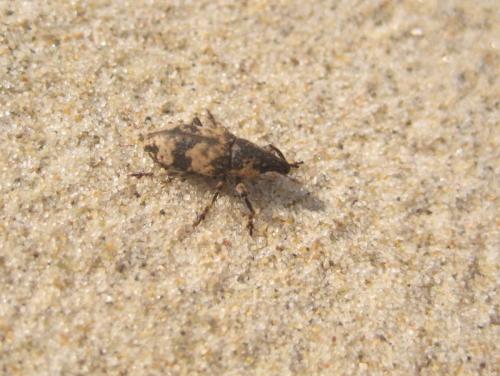 Bothynoderes affinis