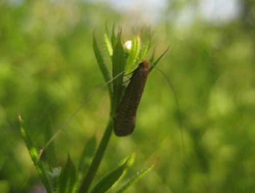 Nematopogon sp.