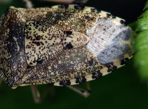 Rhaphigaster nebulosa