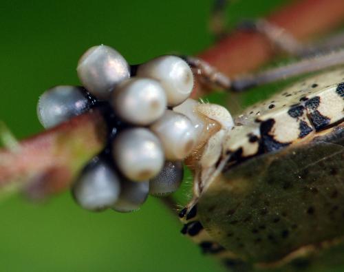 Rhaphigaster nebulosa