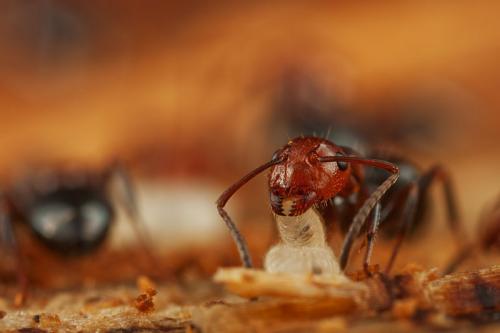 Réf. 82 462 : Camponotus lateralis