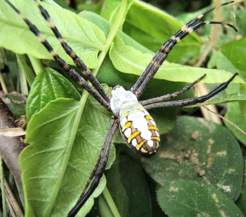 Réf. 82 506 : Argiope catenulata