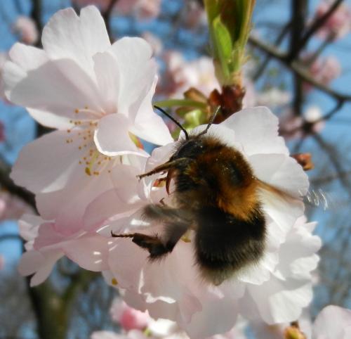 Réf. 82 900 : Bombus hypnorum