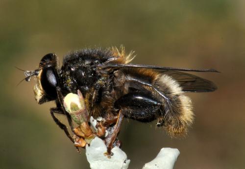 Réf. 82 996 : Criorhina ranunculi