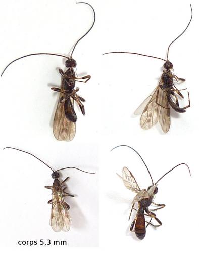 Doryctinae