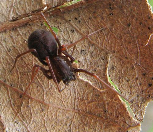 Réf. 82 459 : Scytodes sp.