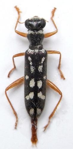 Callimerus siamensis
