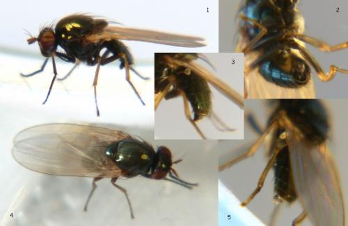 Réf. 82 334 : Calliopum aeneum