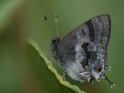 Badecla picentia