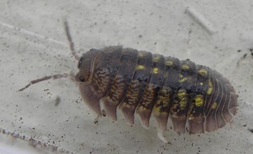 Armadillidium granulatum