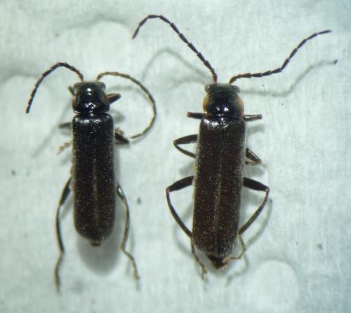 Réf. 82 275 : Cantharis paludosa