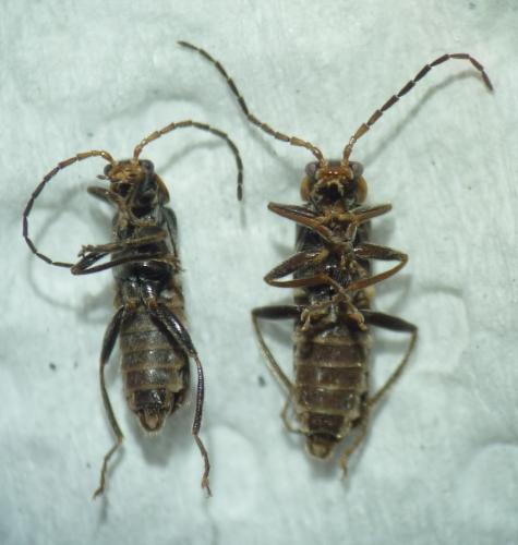 Cantharis paludosa