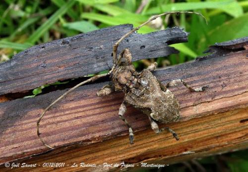 Lagocheirus araneiformis insulorum