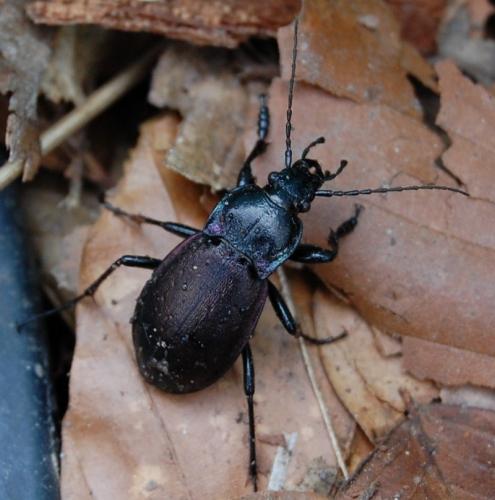 Carabus nemoralis