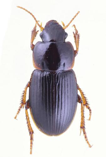Réf. 82 136 : Harpalus pumilus
