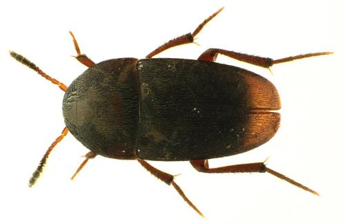 Ptomaphagus sericatus
