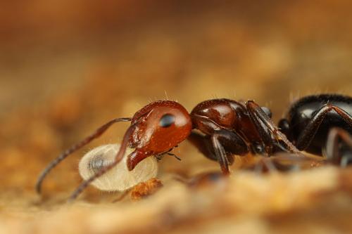Réf. 82 464 : Camponotus lateralis