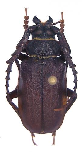 Prionus coriarius