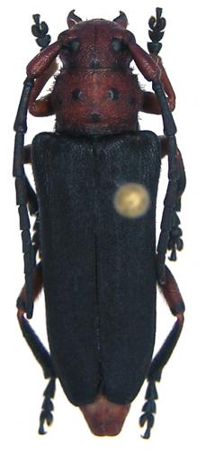Réf. 82 530 : Musaria puncticollis
