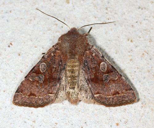 Réf. 82 933 : Orthosia incerta
