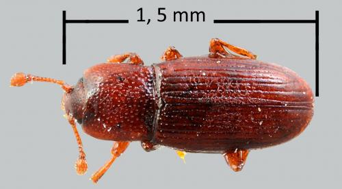 Réf. 82 934 : Cerylon ferrugineum