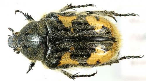 Euphoria basalis