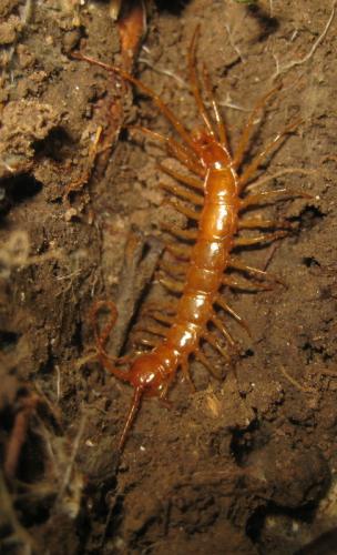 Réf. 82 063 : Eupolybothrus longicornis