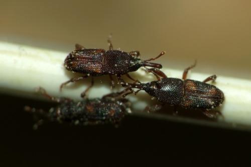 Sitophilus oryzae