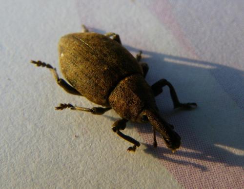 Réf. 82 949 : Lepyrus capucinus