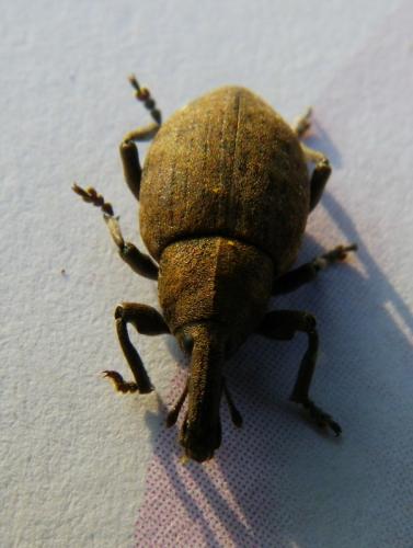Réf. 82 950 : Lepyrus capucinus